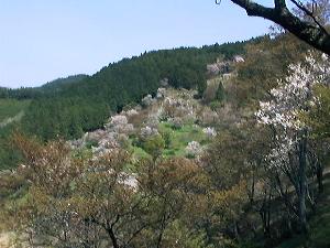 山と桜1