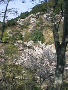 山と桜2